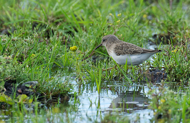 Temmincksnipe - Temminck`s stint (Calidris temminckii).jpg